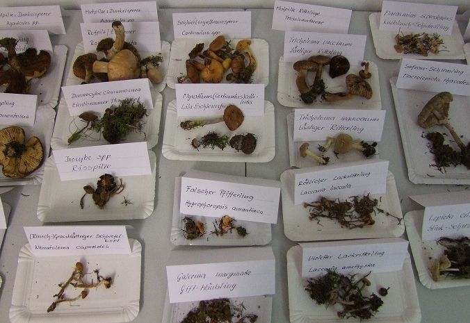 Alles &uuml;ber Pilze