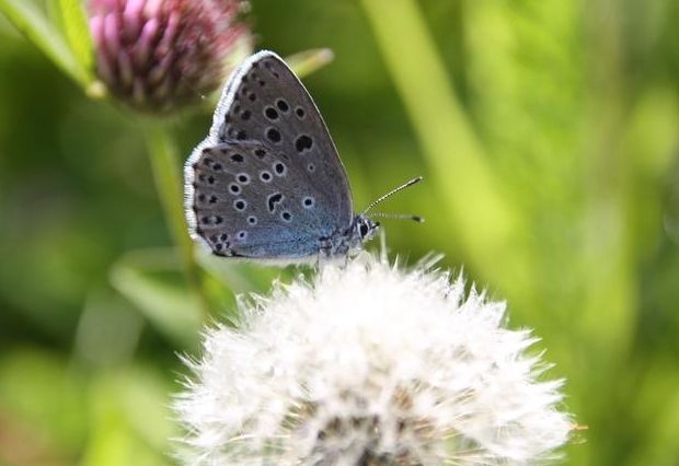 Nationalpark ist Hotspot einheimischer Arten