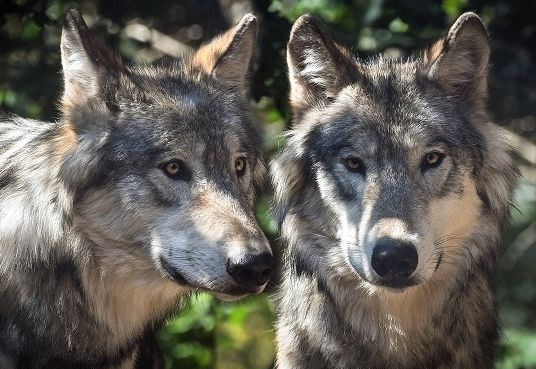 Alm- und Weideschutzgesetz am Weg