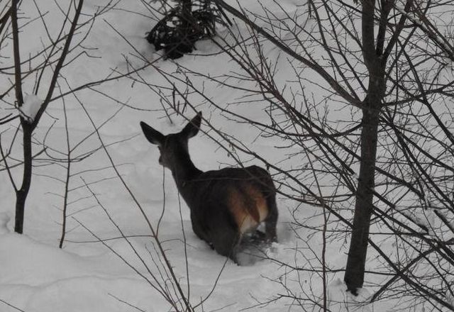 Das Wild braucht jetzt Ruhe