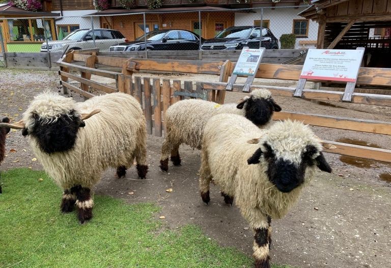 Der Streichelzoo Moosalm feierte das 30j&auml;hrige Bestehen