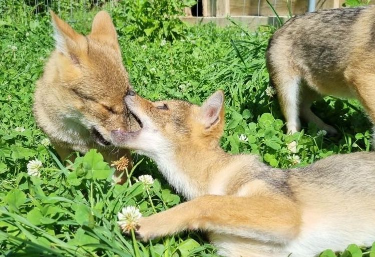 Junge Goldschakale im Wildpark Assling