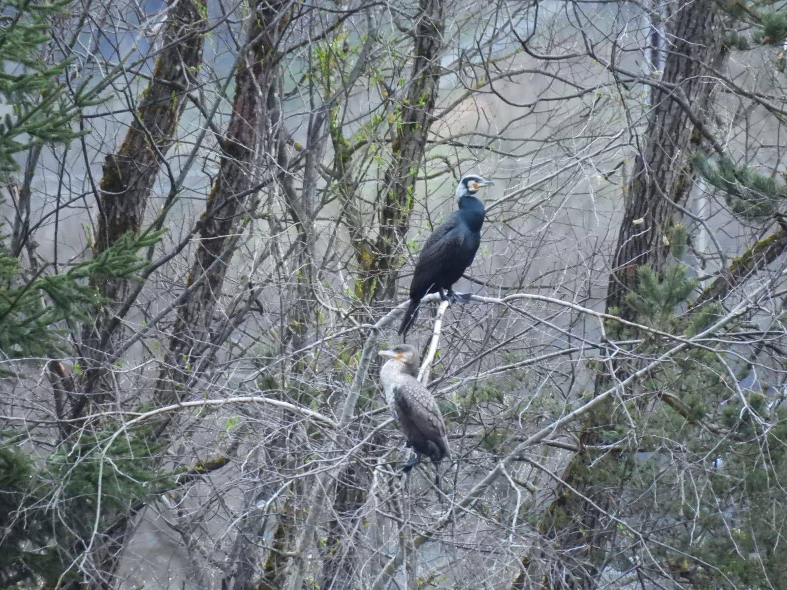 An einzelnen Tagen wurden an der Oberen Drau bis zu 80 Kormorane gez&auml;hlt. Foto: Bernardini