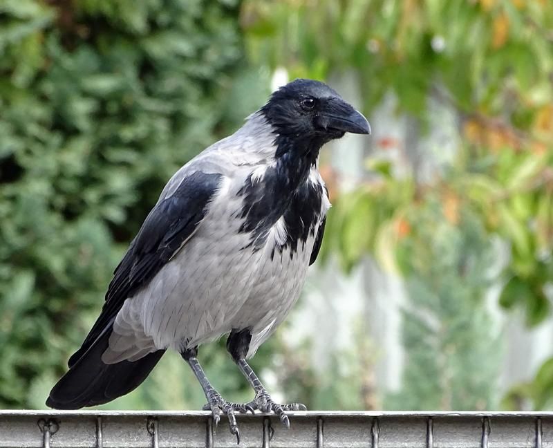 Aaskr&auml;he