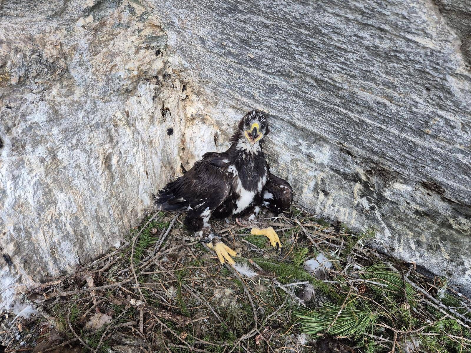 &bdquo;Zirki25 nach erfolgter Besenderung, Foto: Franz R&uuml;hrlinger