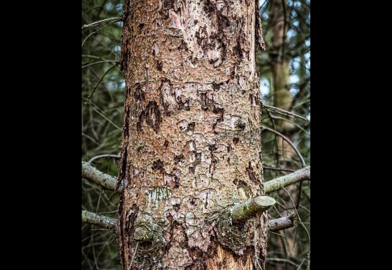 Borkenk&auml;fer-Holz jetzt schl&auml;gern