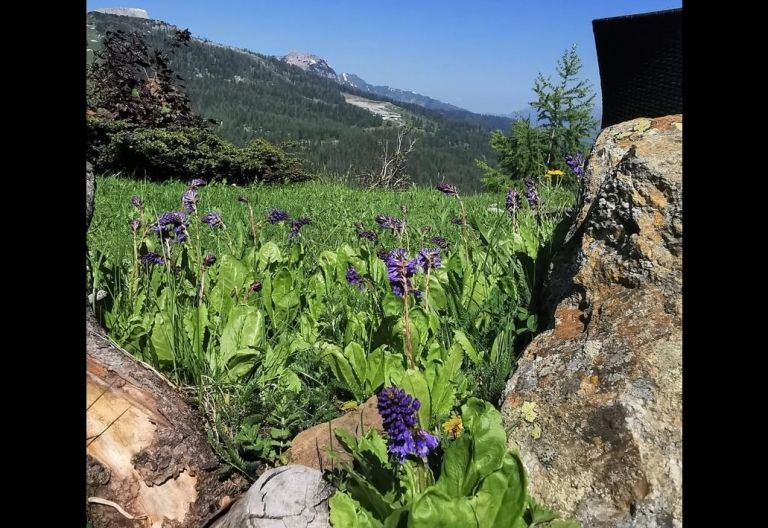 Die Wulfenia bl&uuml;ht