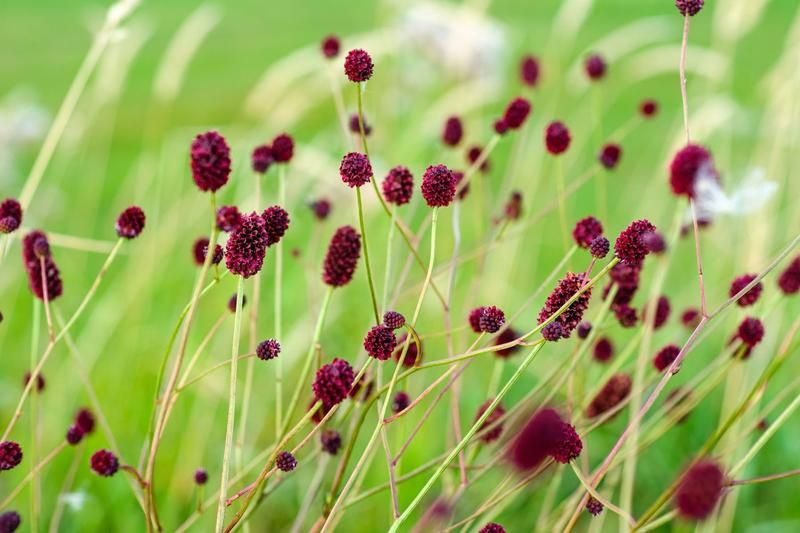 Der Gro&szlig;e Wiesenknopf ist ein typischer Vertreter von Feucht-, Nass- und Moorwiesen sowie extensiv genutztem Gr&uuml;nland. Sein Lebensraum ist in den letzten 50 Jahren jedoch massiv weniger geworden. Dabei z&auml;hlen diese Wiesen zu den artenreichsten Lebensr&auml;ume