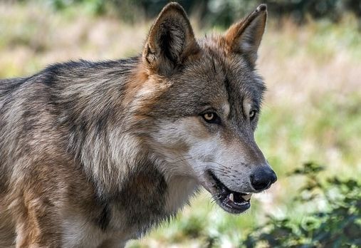 EU lenkt bei Wolf ein