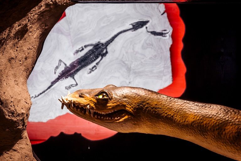 Eine Sensation ist die Ausstellung &bdquo;Versteinerte Welten&ldquo;, hier als absolutes Unikat ein 130 cm langer Raubsaurier, der gleichzeitig mit einem 20 cm gro&szlig;es Opfer (Pachypleurosaurier) versteinert wurde. Foto: Stabentheiner
