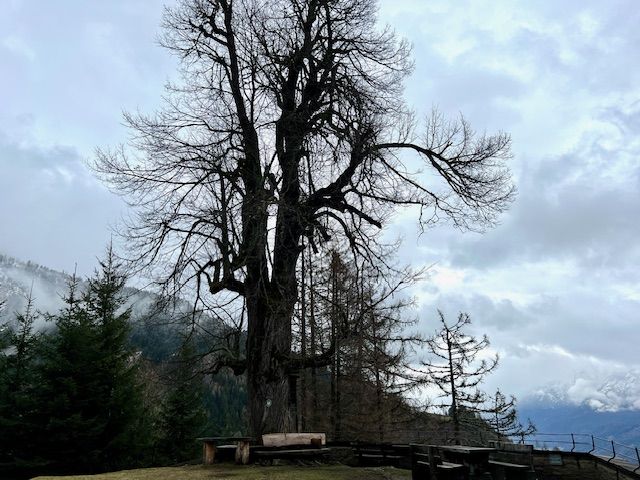 Die Linde, ein vermutlich 500 Jahre altes Naturdenkmal, hat Schnee- und Sturmsch&auml;den &uuml;berstanden. Foto: Stangl
