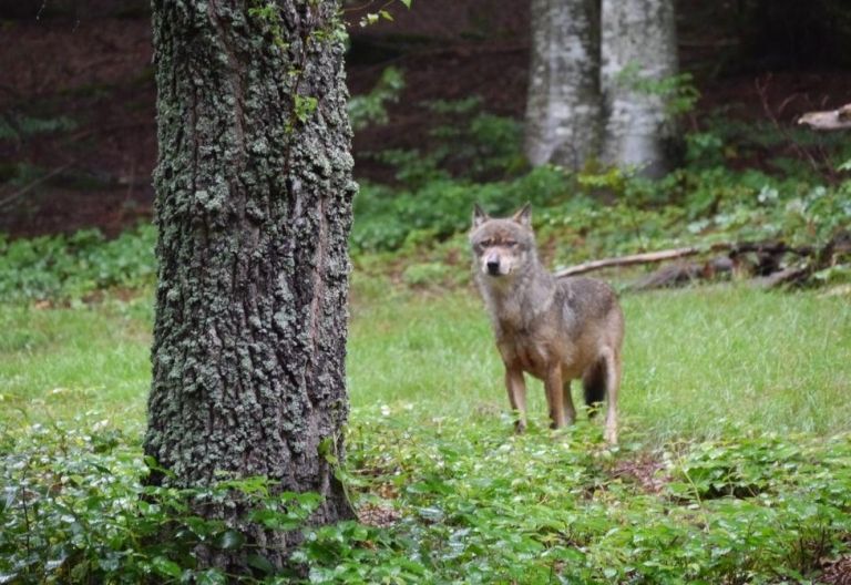 Weiterer Wolf in Osttirol zum Abschuss freigegeben