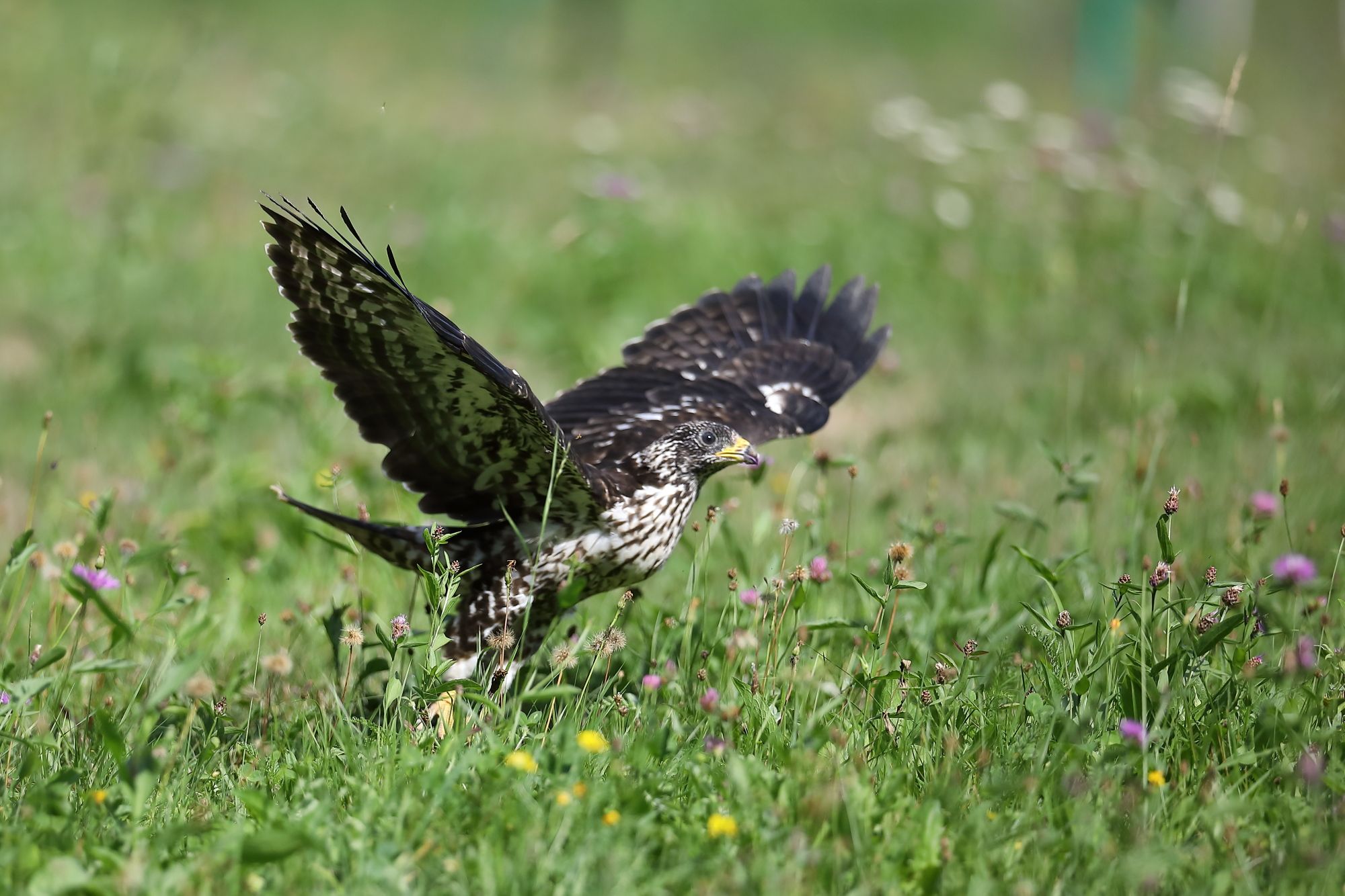 Gesundgepflegter Greifvogel wurde wieder in die Freiheit entlassen.&nbsp;