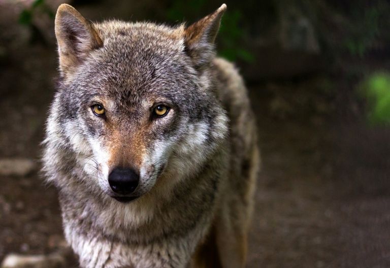 Risikowolf im M&ouml;lltal zum Abschuss freigegeben