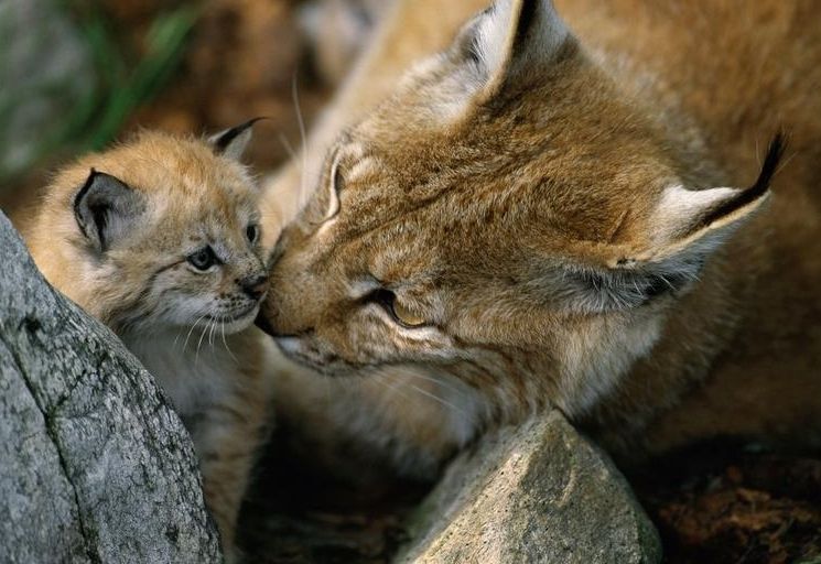 F&uuml;nf Luchse freigelassen