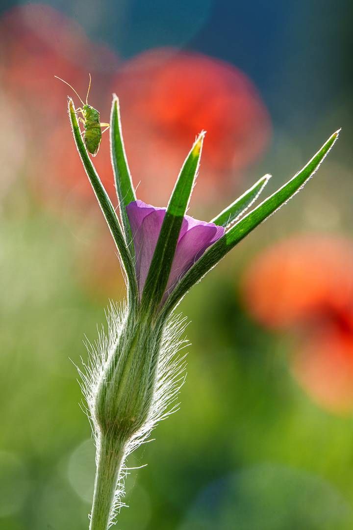 Foto: Peter Pirker