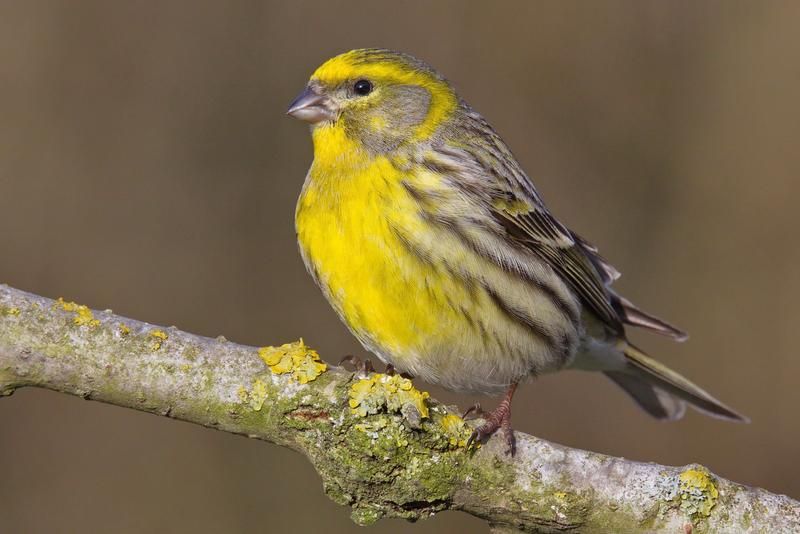 Die Vogelschutzorganisation &bdquo;BirdLife &Ouml;sterreich&ldquo; w&auml;hlte den samenfressenden Gartenbewohner zum Vogel des Jahres 2021. Vor allen deshalb, weil sein fr&ouml;hlich klingender Gesang immer mehr verstummt. In den letzten 20 Jahren nahm der Girlitzbestand &ouml;sterreic