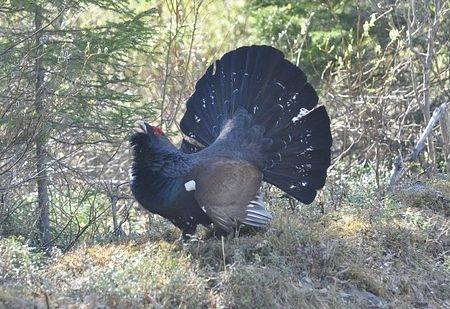 Auerhahn-Bejagung neu geregelt