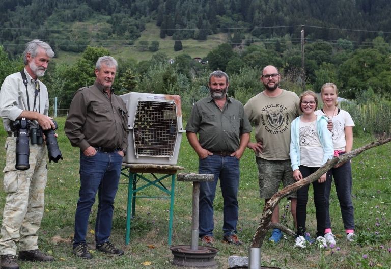 Erfolgreiche Freilassung eines jungen Wespenbussards