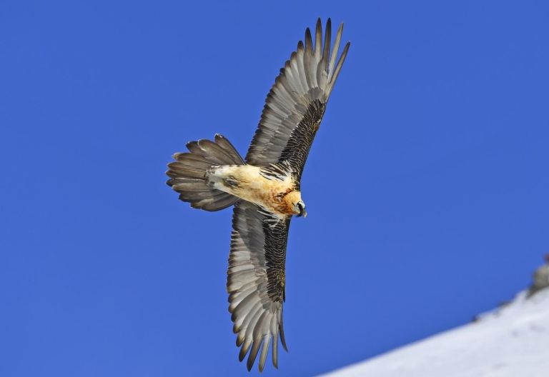 Im Flug erfasst - Bartgeier Z&auml;hlung im NP Hohe Tauern