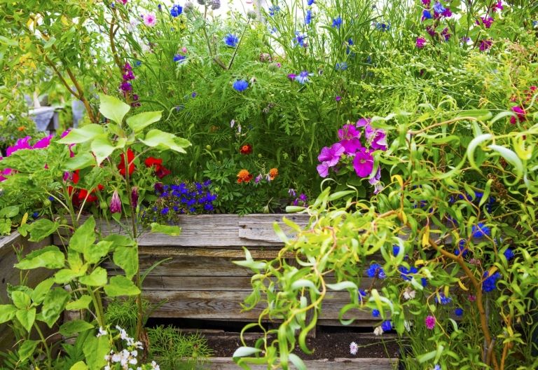 Heimische Wildpflanzen im eigenen Garten genie&szlig;en