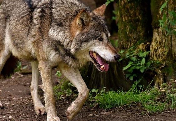 Nachtsichtger&auml;te f&uuml;r die Bejagung von W&ouml;lfen