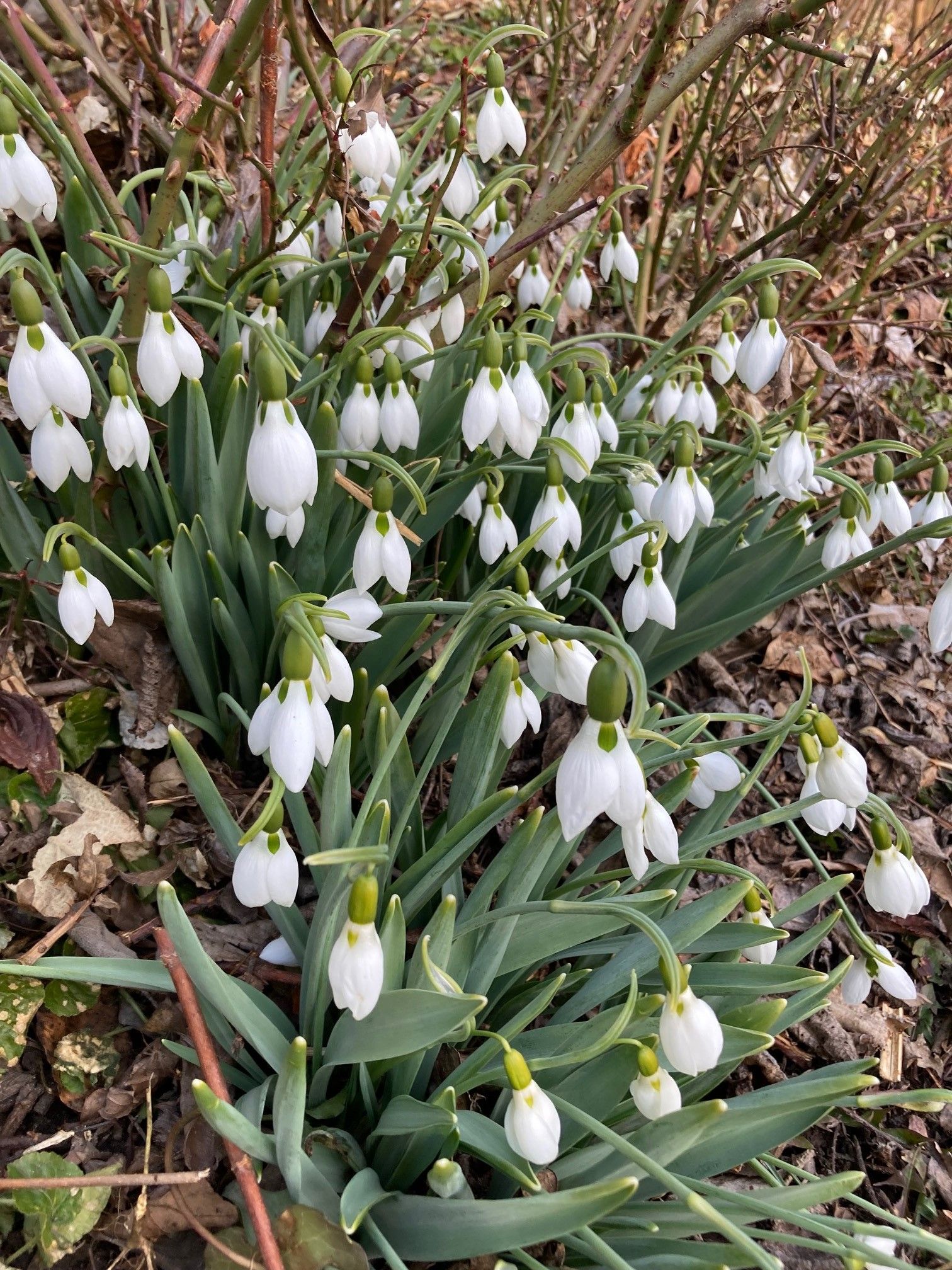 Fr&uuml;hlingsboten wie diese Schneegl&ouml;ckchen bl&uuml;hen schon seit Wochen. Foto: Stangl