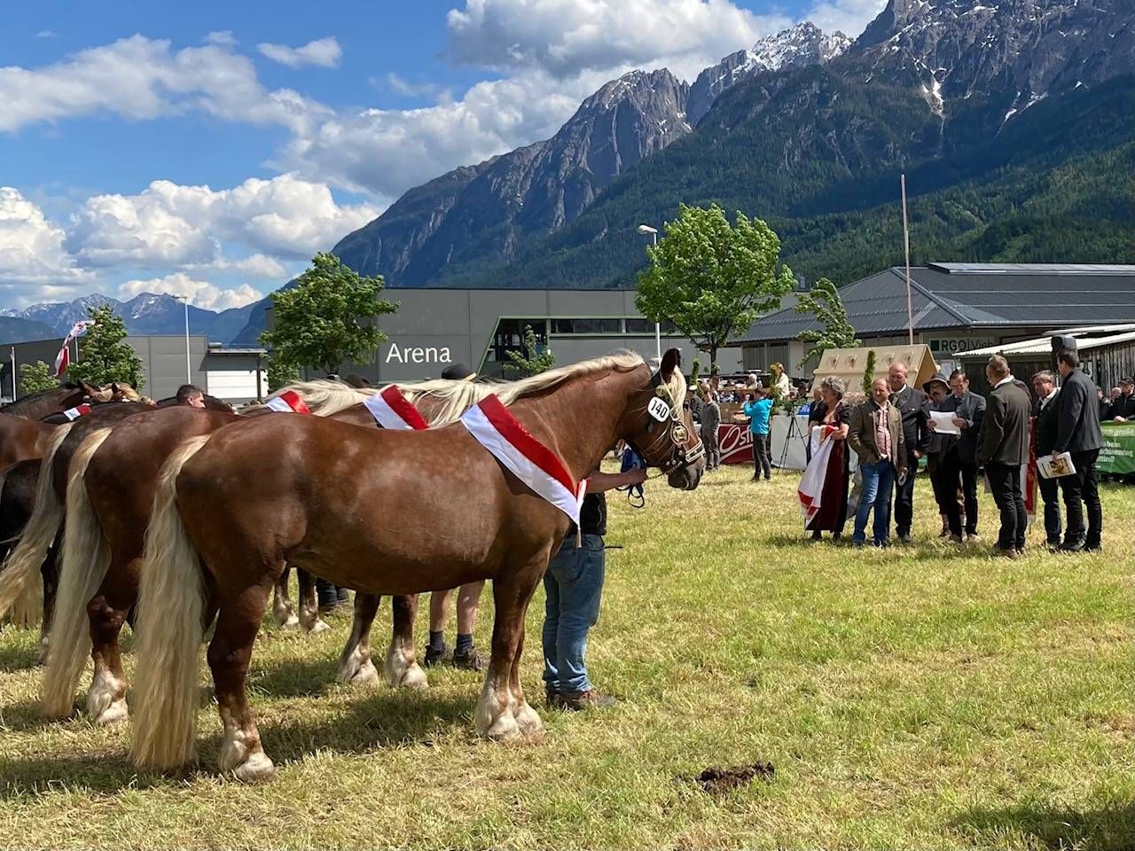 Die Preisrichter k&uuml;ren aus den Gruppensiegerinnen die sch&ouml;nsten Stuten der drei Landesteile Osttirol, Nordtirol und S&uuml;dtirol. Foto: Stangl