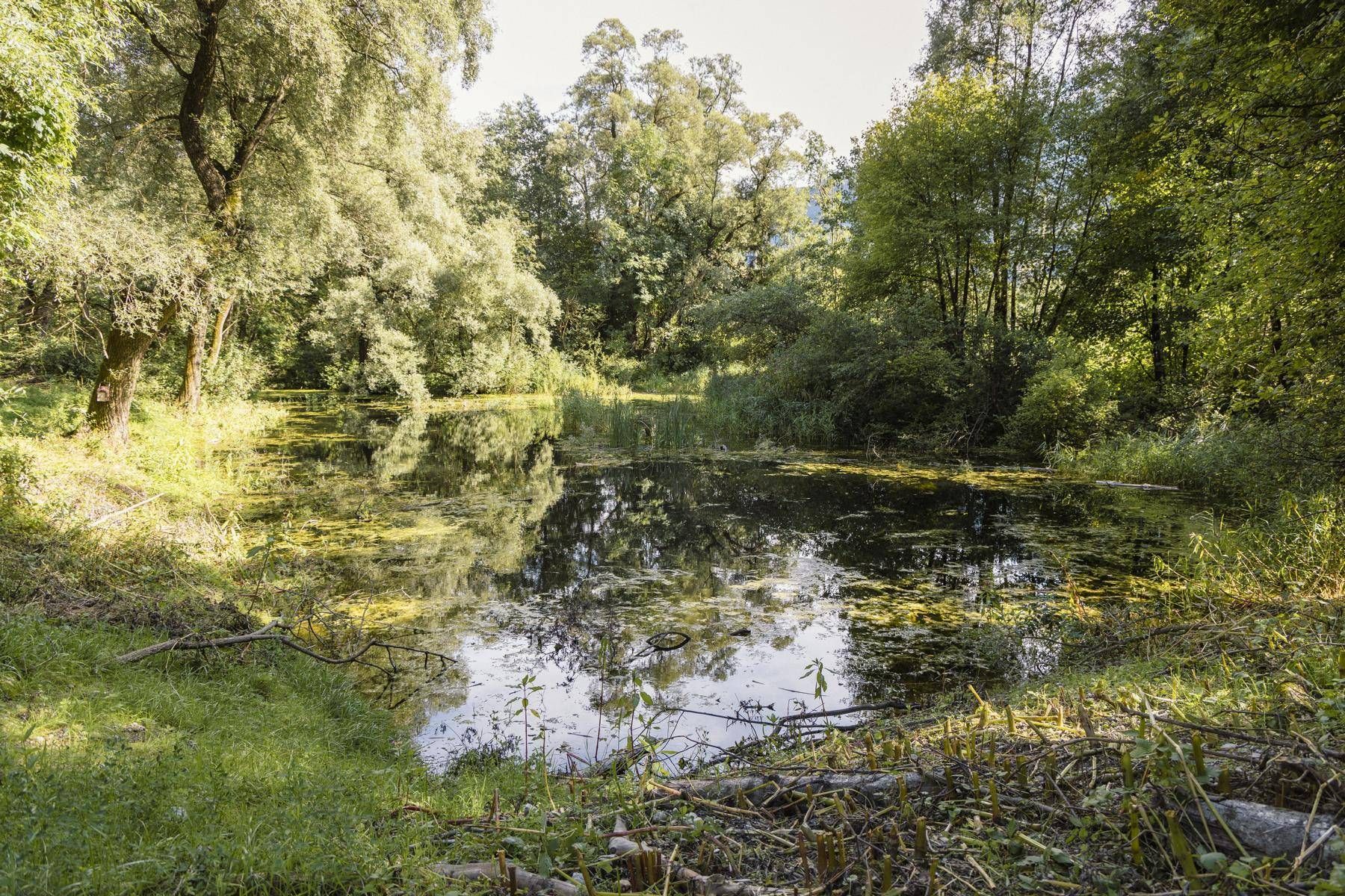 Der N&ouml;rsacher Teich wurde 2022 und 2023 umfassend revitalisiert. Drei Biotope sind nun &uuml;ber einen Biotopkomplex verbunden. Foto: Land Tirol