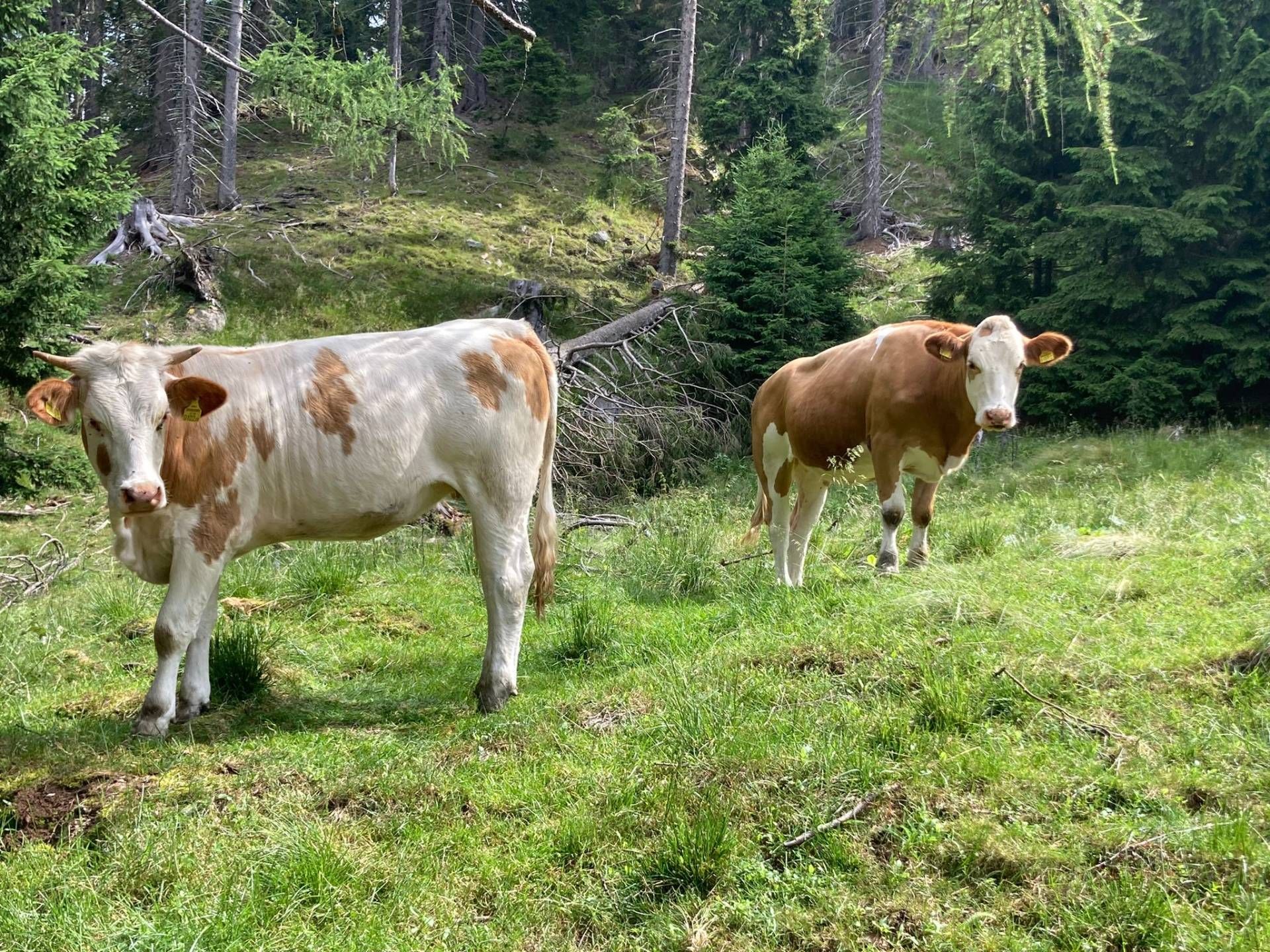 Besonders bei Begegnungen von Tieren und Freizeitnutzern werden die Bauern zu S&uuml;ndenb&ouml;cken gemacht.