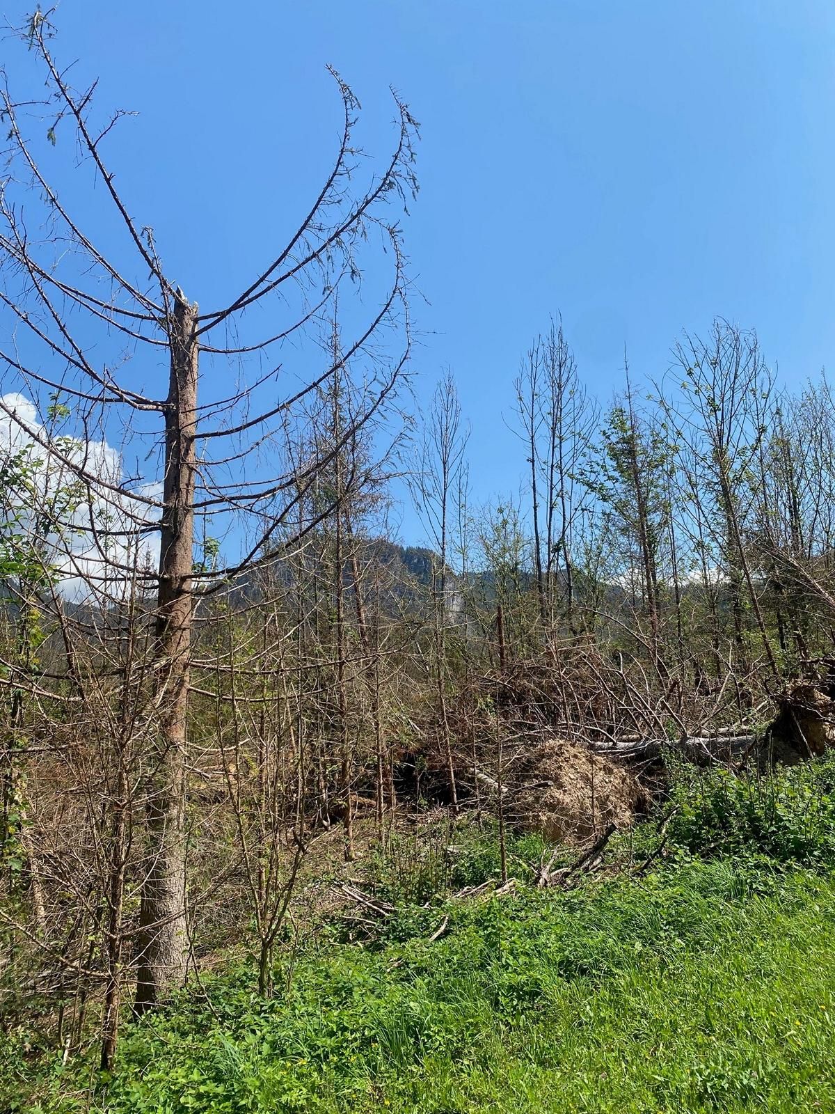 Hagelsch&auml;den im Wald von Schwoich. Foto: Land Tirol/BFI Kufstein