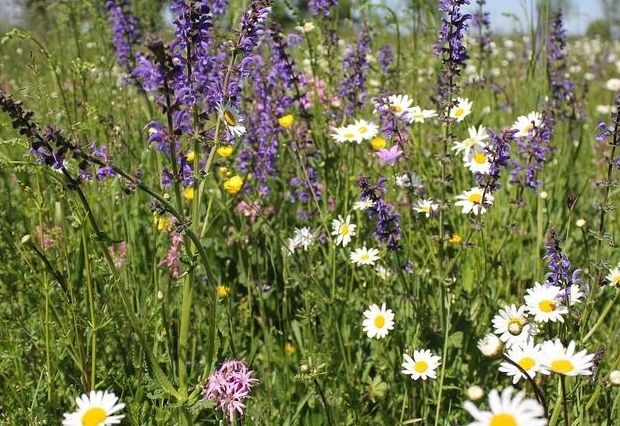 M&ouml;lltaler Umwelt-Forum geht in die dritte Runde