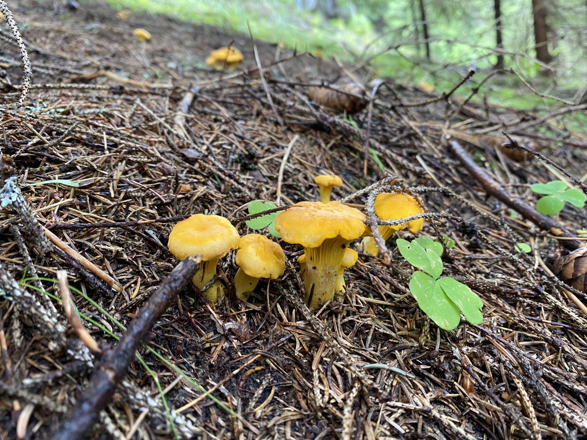 Eierschwammerl und Steinpilze sind teilweise gesch&uuml;tzte Pilze.