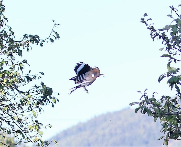 Der Vogel wurde in die Freiheit entlassen.