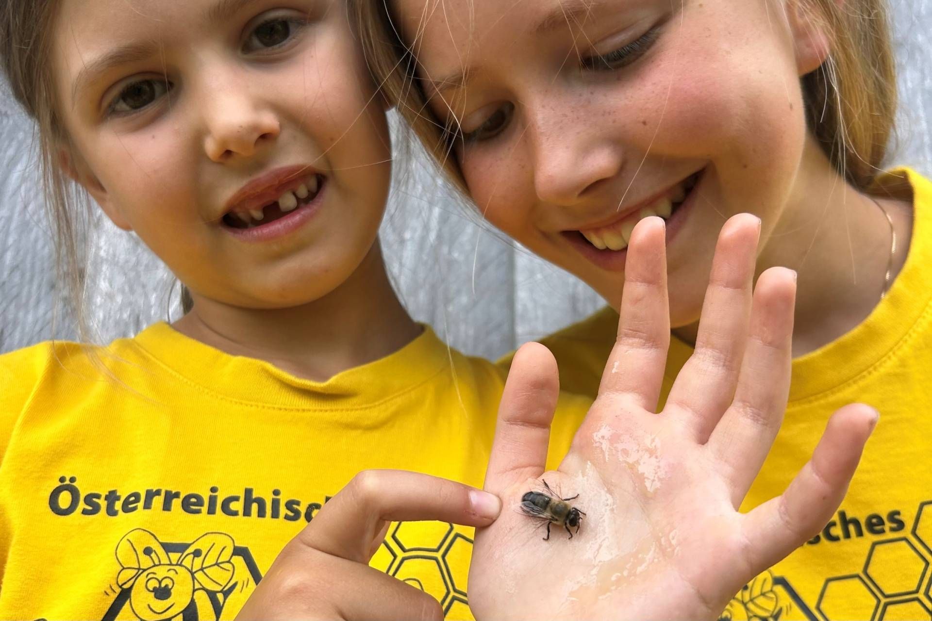 Im beliebten Drohnenstreichelzoo k&ouml;nnen die m&auml;nnlichen Bienen sogar gefahrlos gestreichelt werden. Fotos: BZV Hermagor