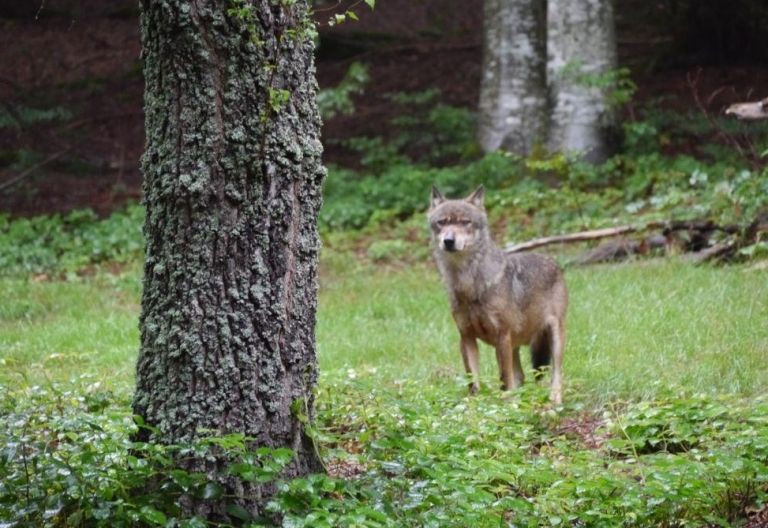 EU Kommission will Schutzstatus des Wolfes senken