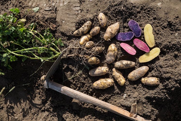 Die Slow Food Akademie geht dem Guten Geschmack auf den Grund