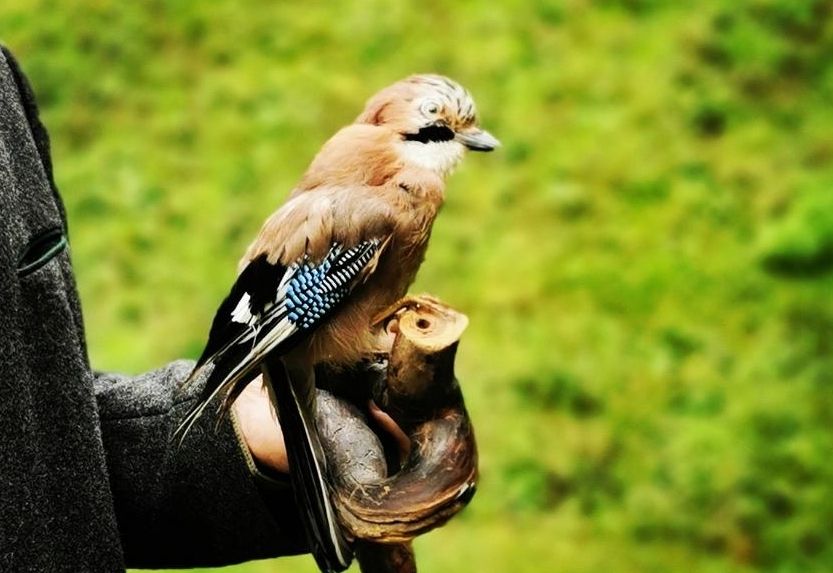 Wie Eichelh&auml;her Osttirols Schutzw&auml;lder st&auml;rken sollen