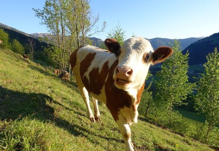 Landwirtschaftskammer-Wahlen stehen vor der T&uuml;r