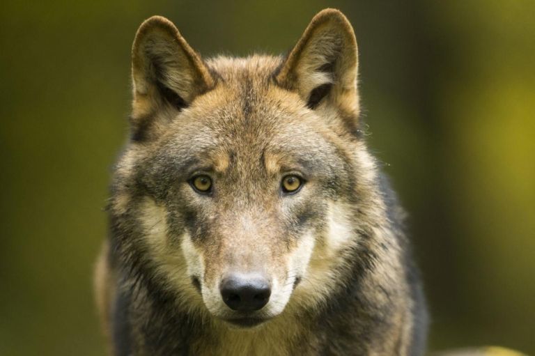 N&auml;chster Wolf wurde in Osttirol erlegt
