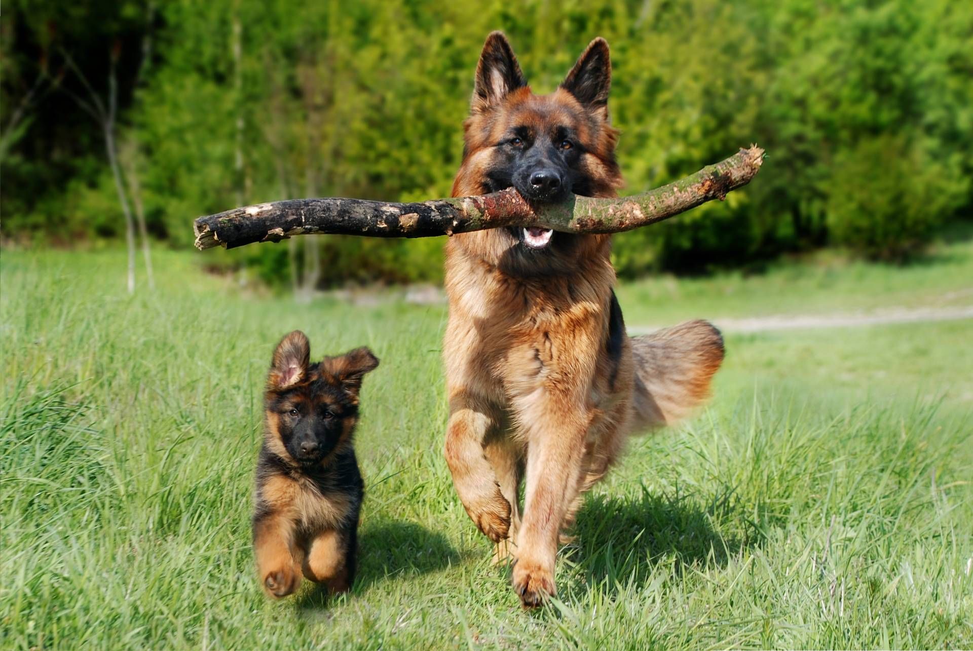 Wer sich seit Juli einen Hund anschafft, muss einen Sachkundenachweis absolvieren. In K&auml;rnten gibt es daf&uuml;r derzeit allerdings nur wenige Kursangebote. Foto: Pixabay