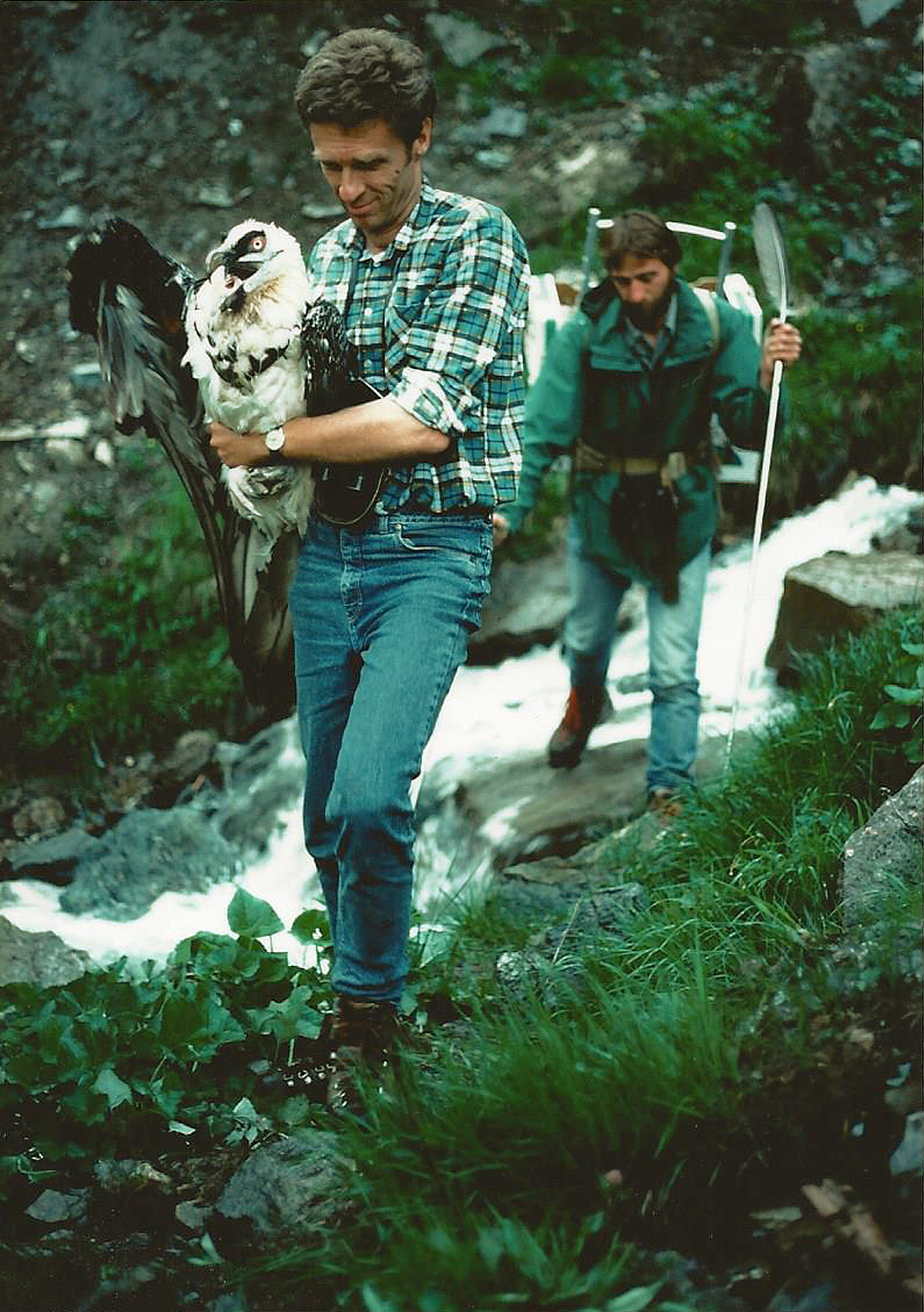 Erste Bartgeierfreilassung 1986. Foto: Frey